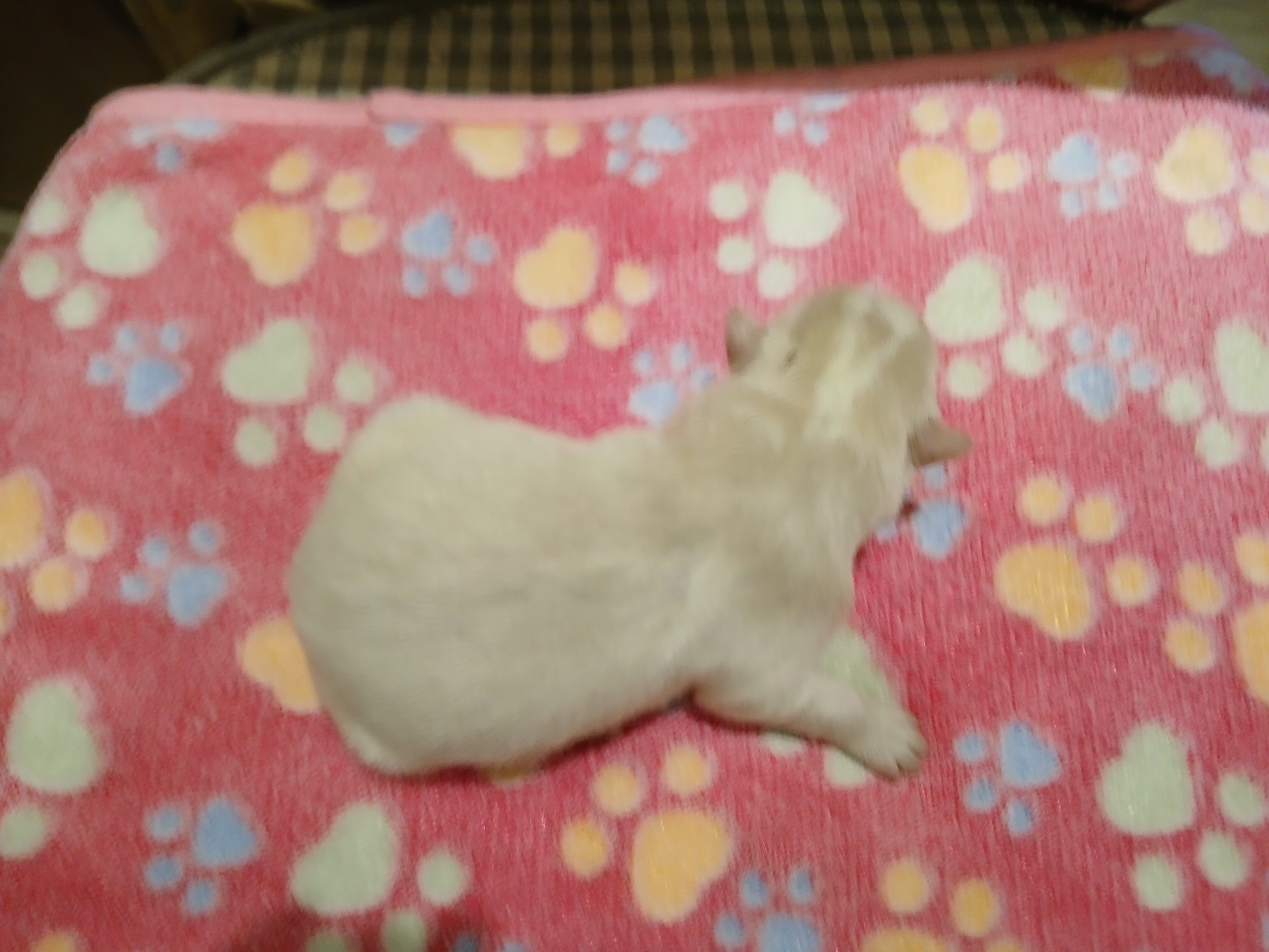 Weiteres Bild von Elmo von Semper Fi