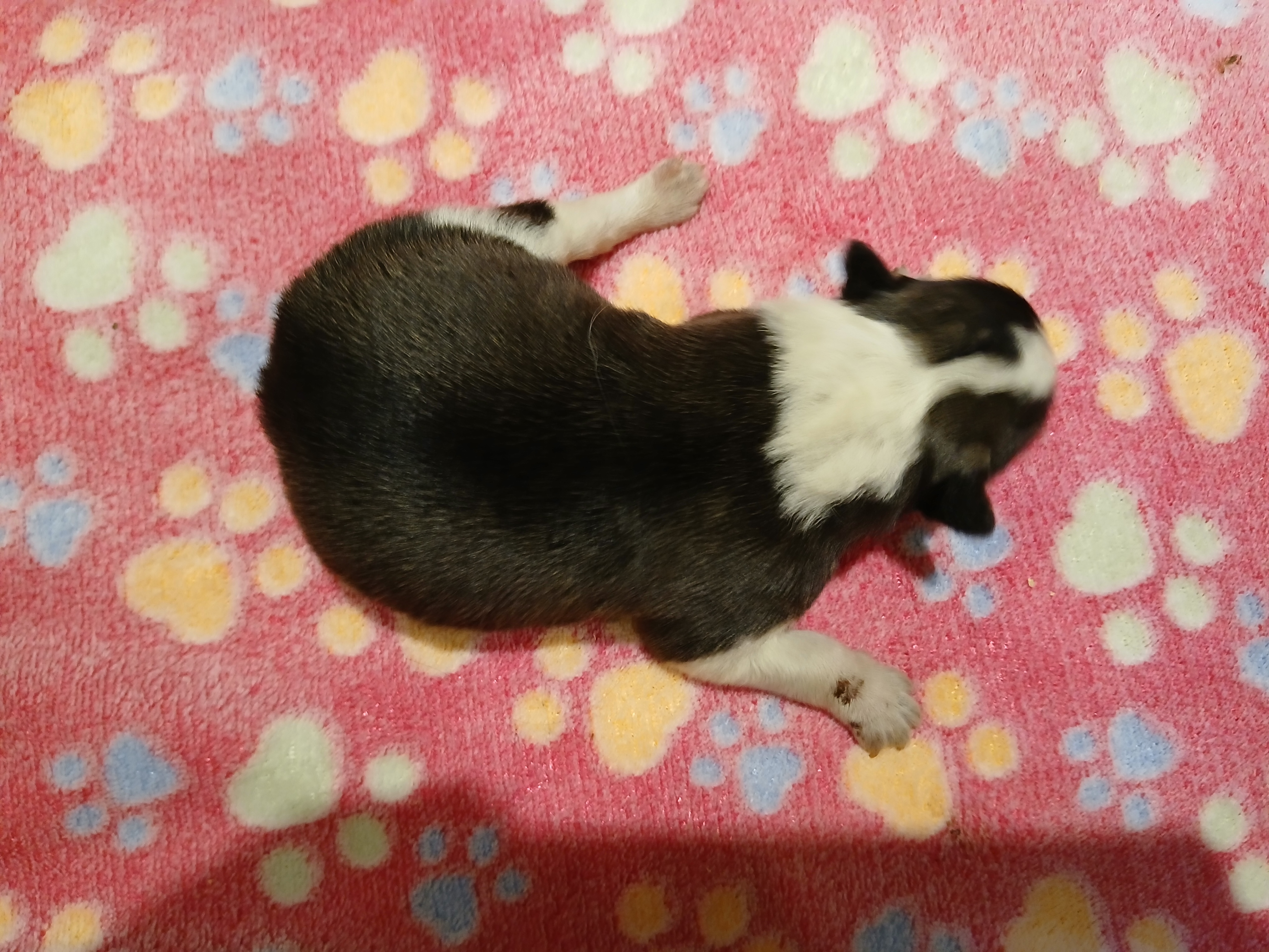 Weiteres Bild von Ernie von Semper Fi