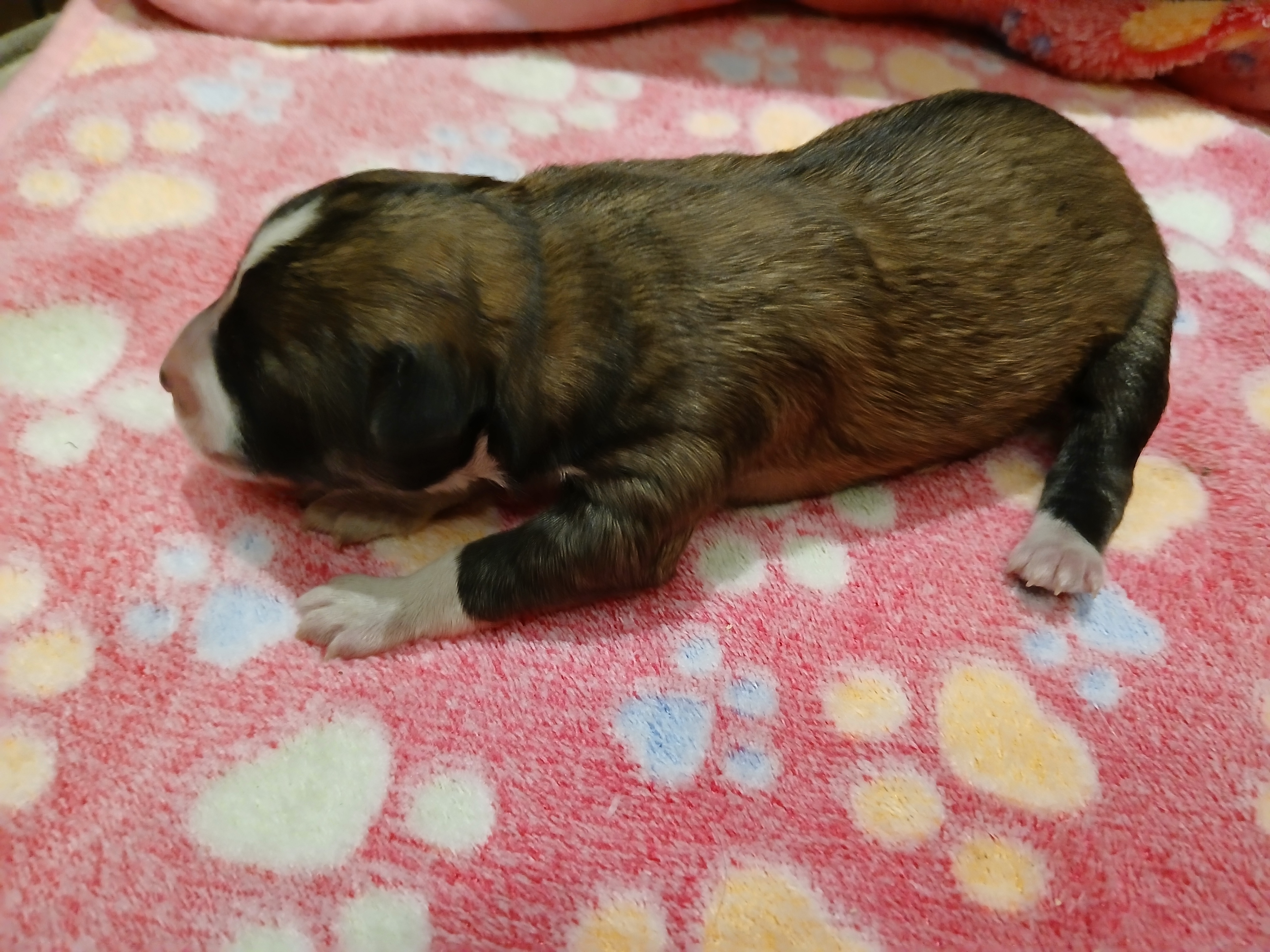 Weiteres Bild von Eloise von Semper Fi