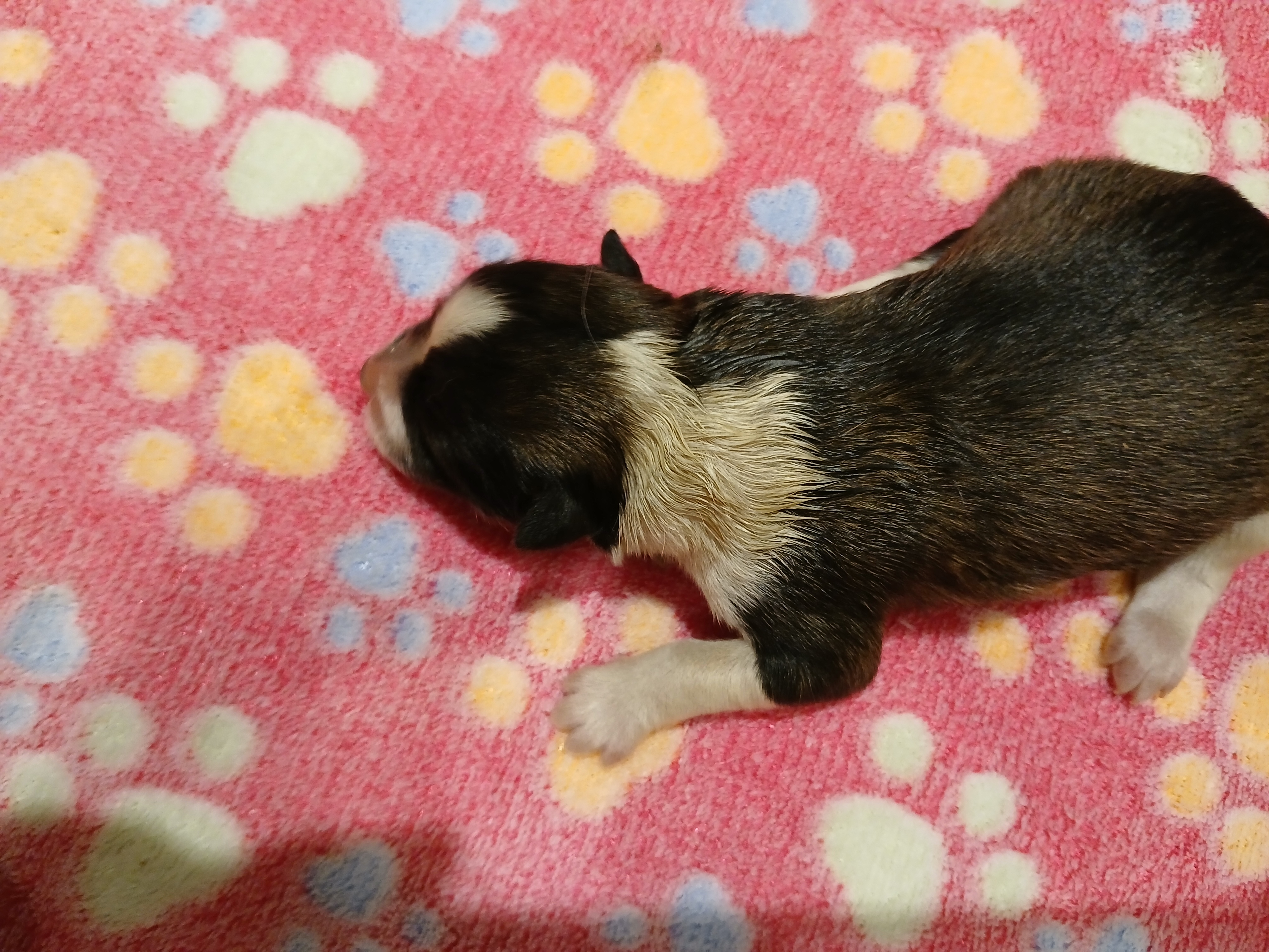 Weiteres Bild von Elysia