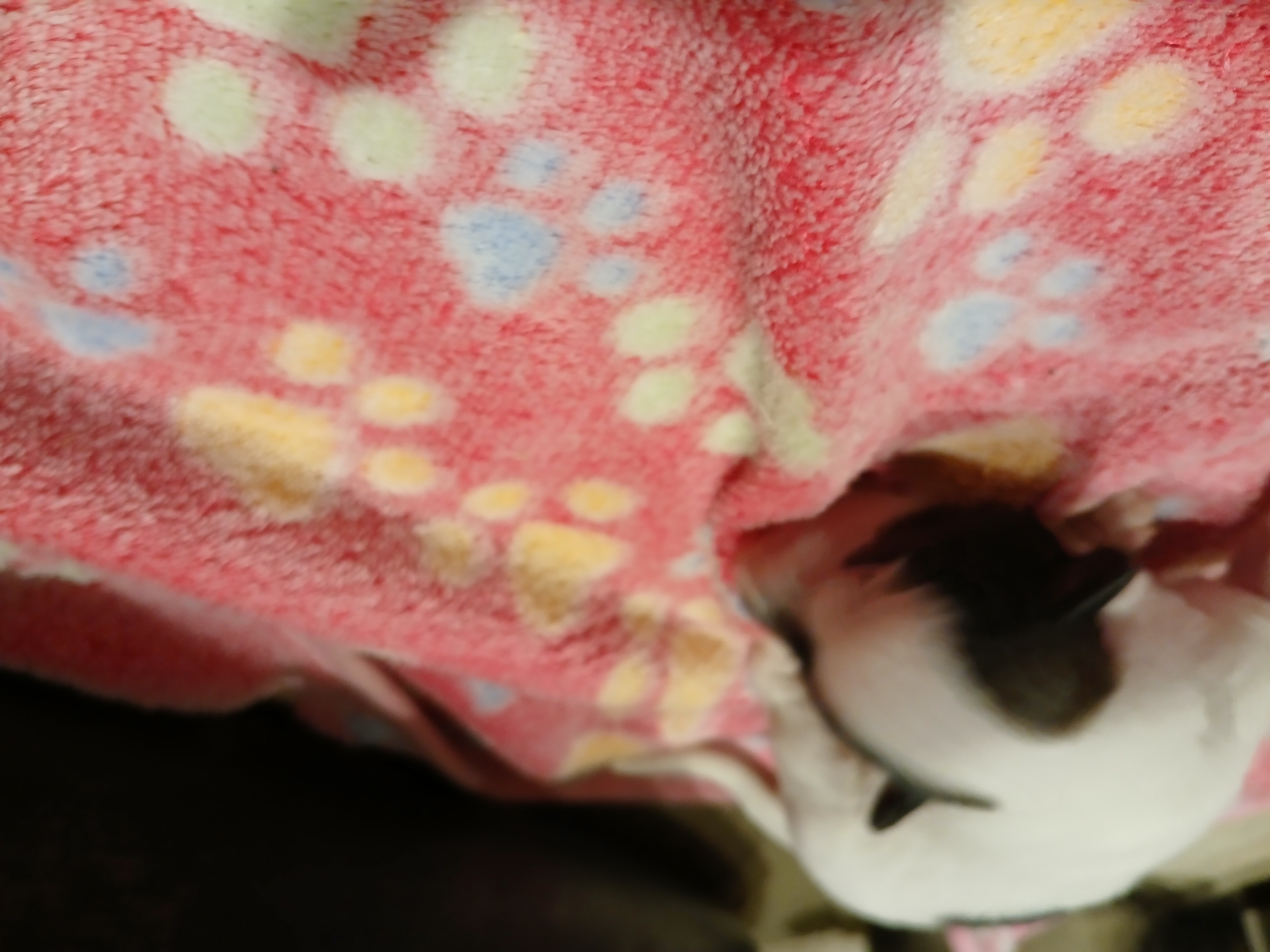 Freddy von Semper Fi