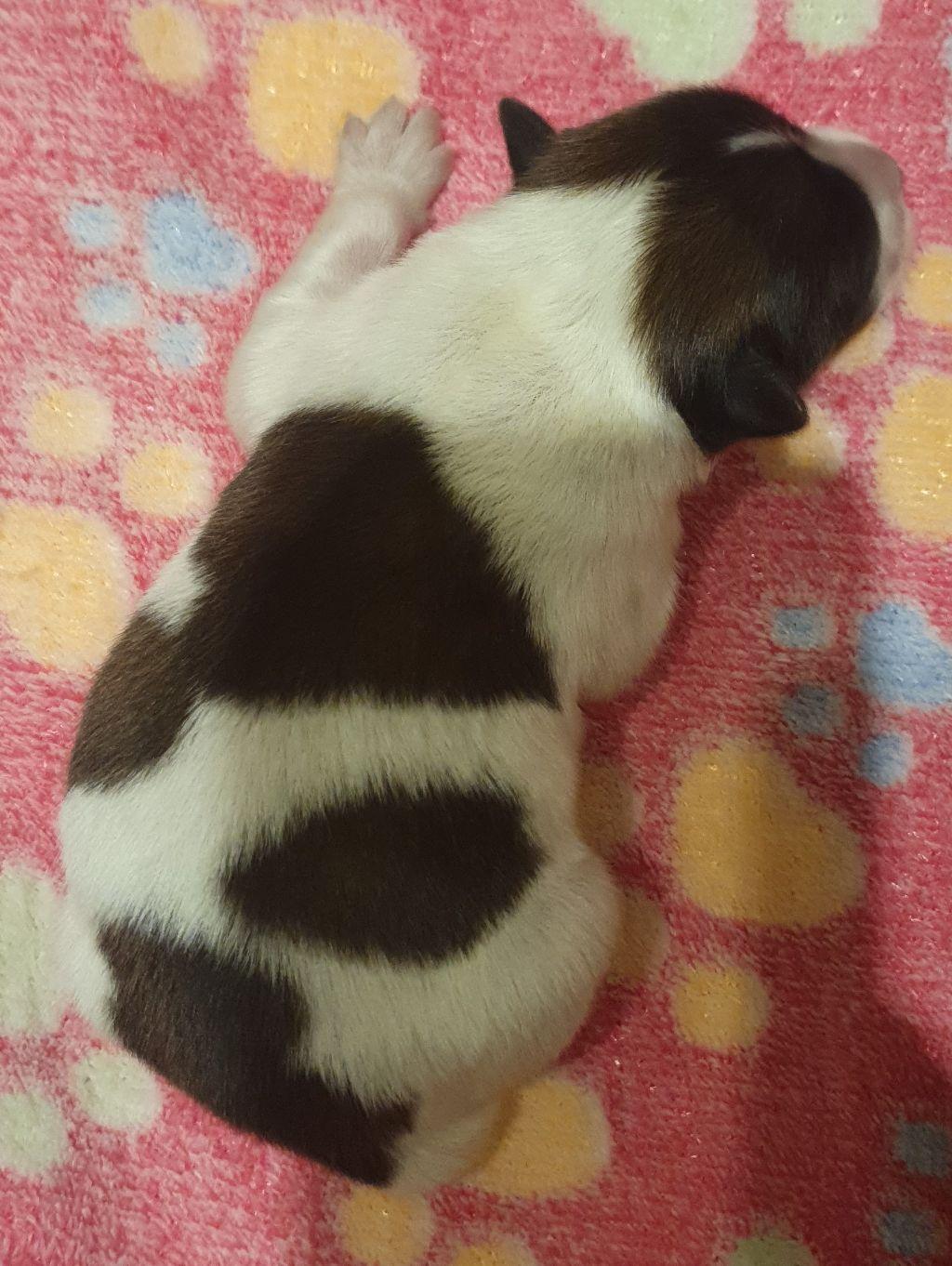 Flecki von Semper Fi