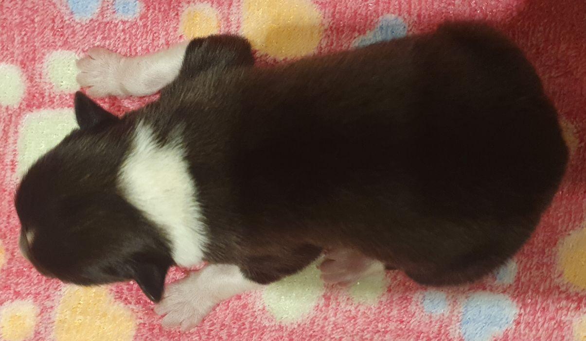 Felino von Semper Fi