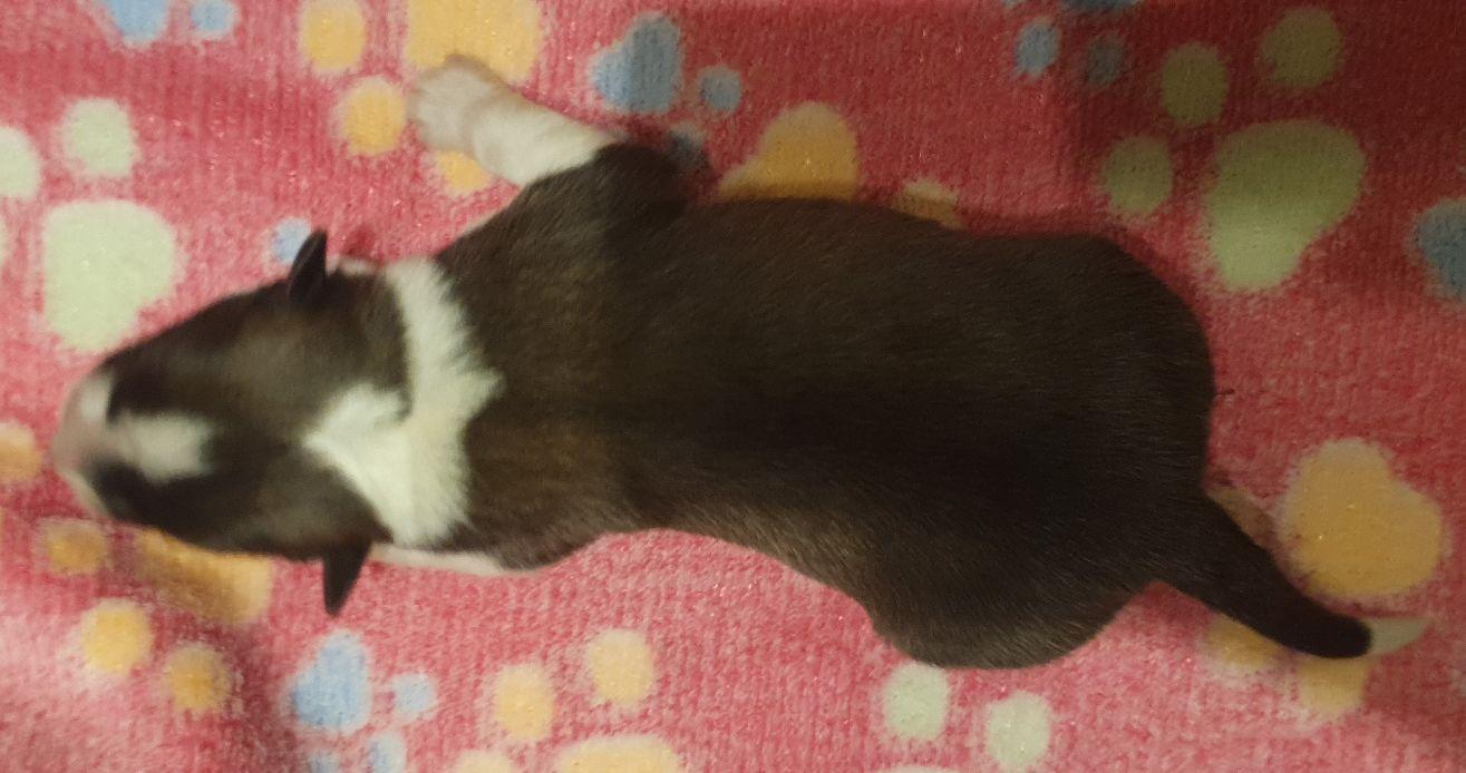 Fluffy von Semper Fi