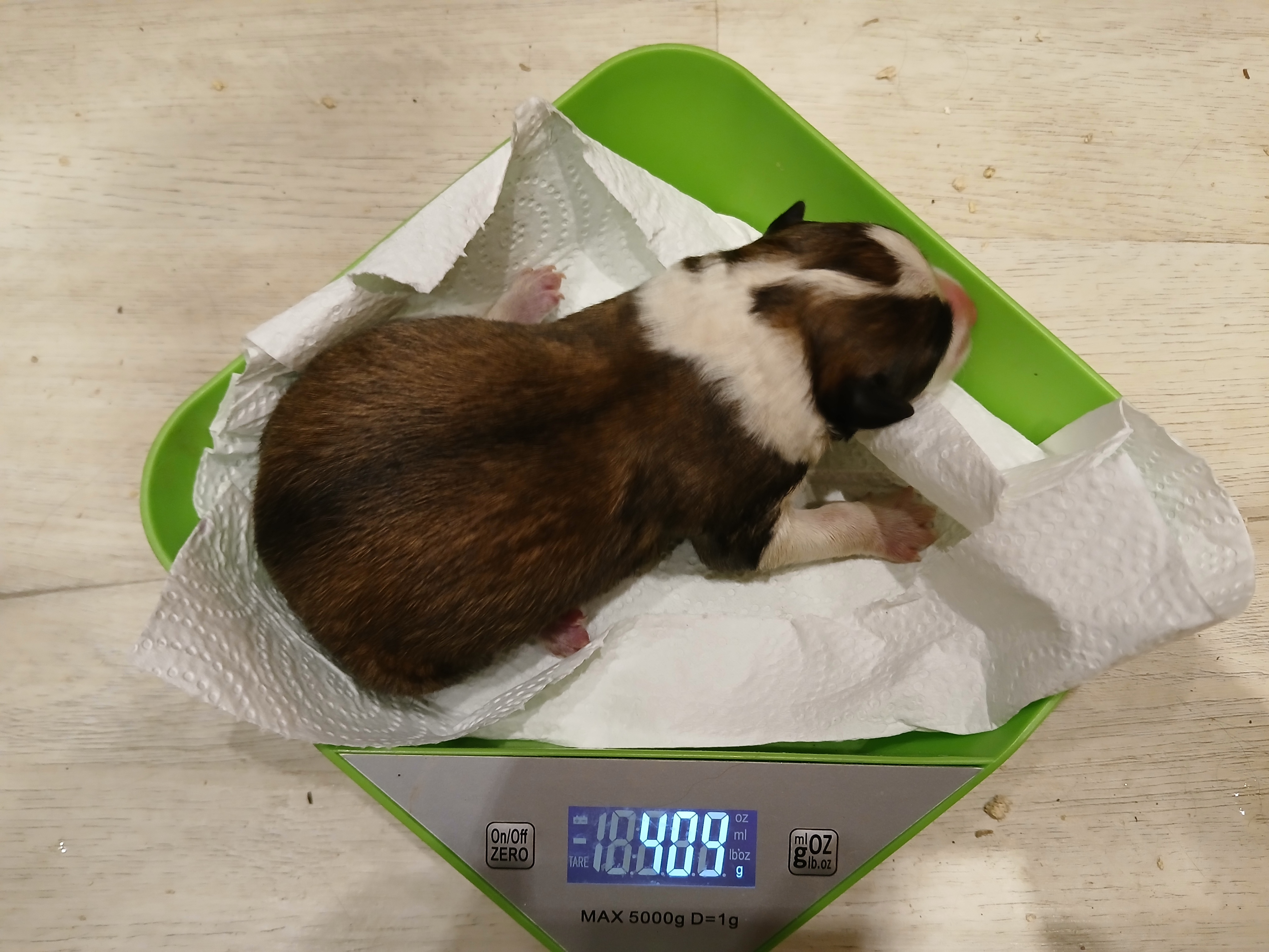 Weiteres Bild von Epona von Semper Fi