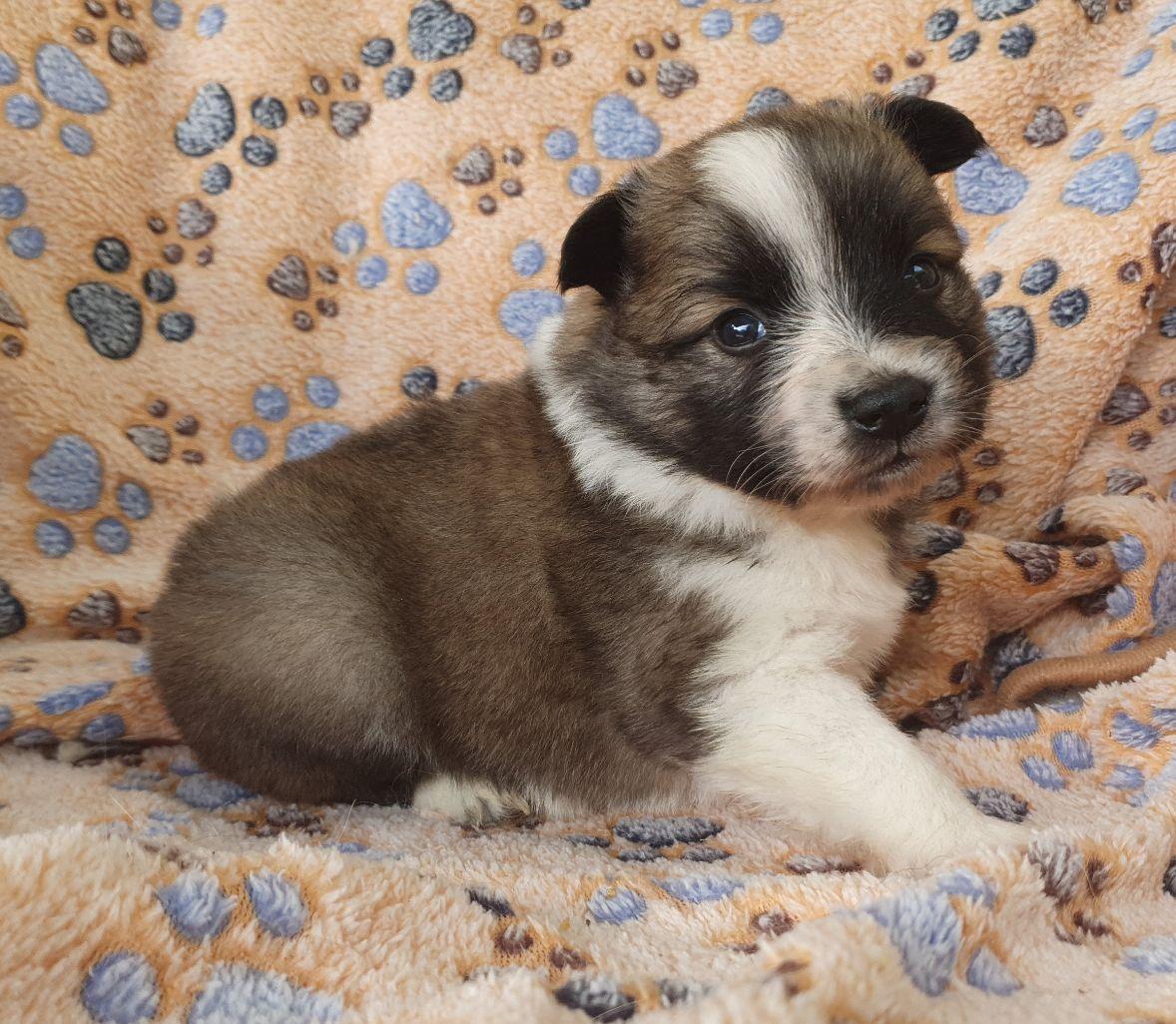 Fluffy von Semper Fi
