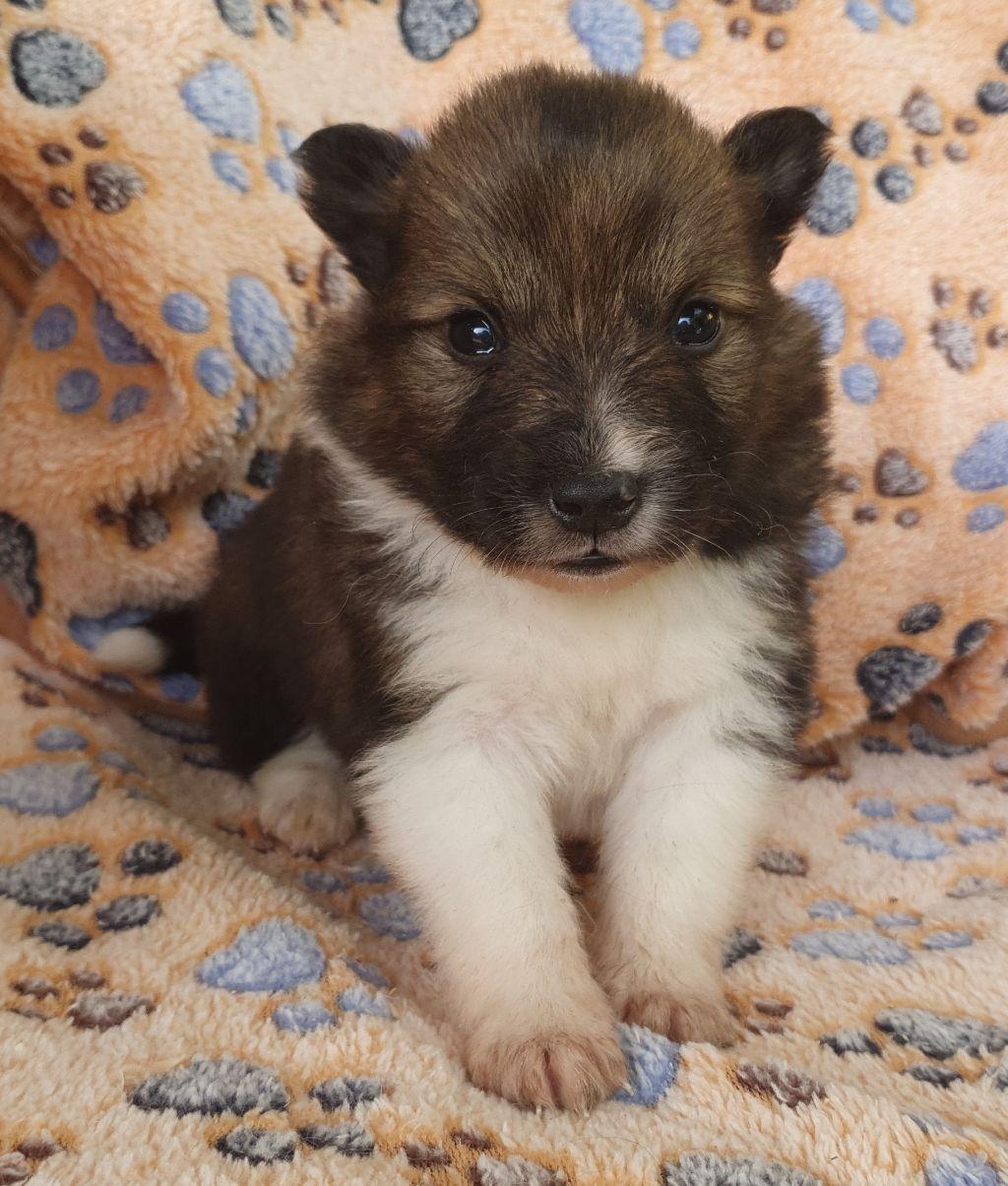 Frodo von Semper Fi